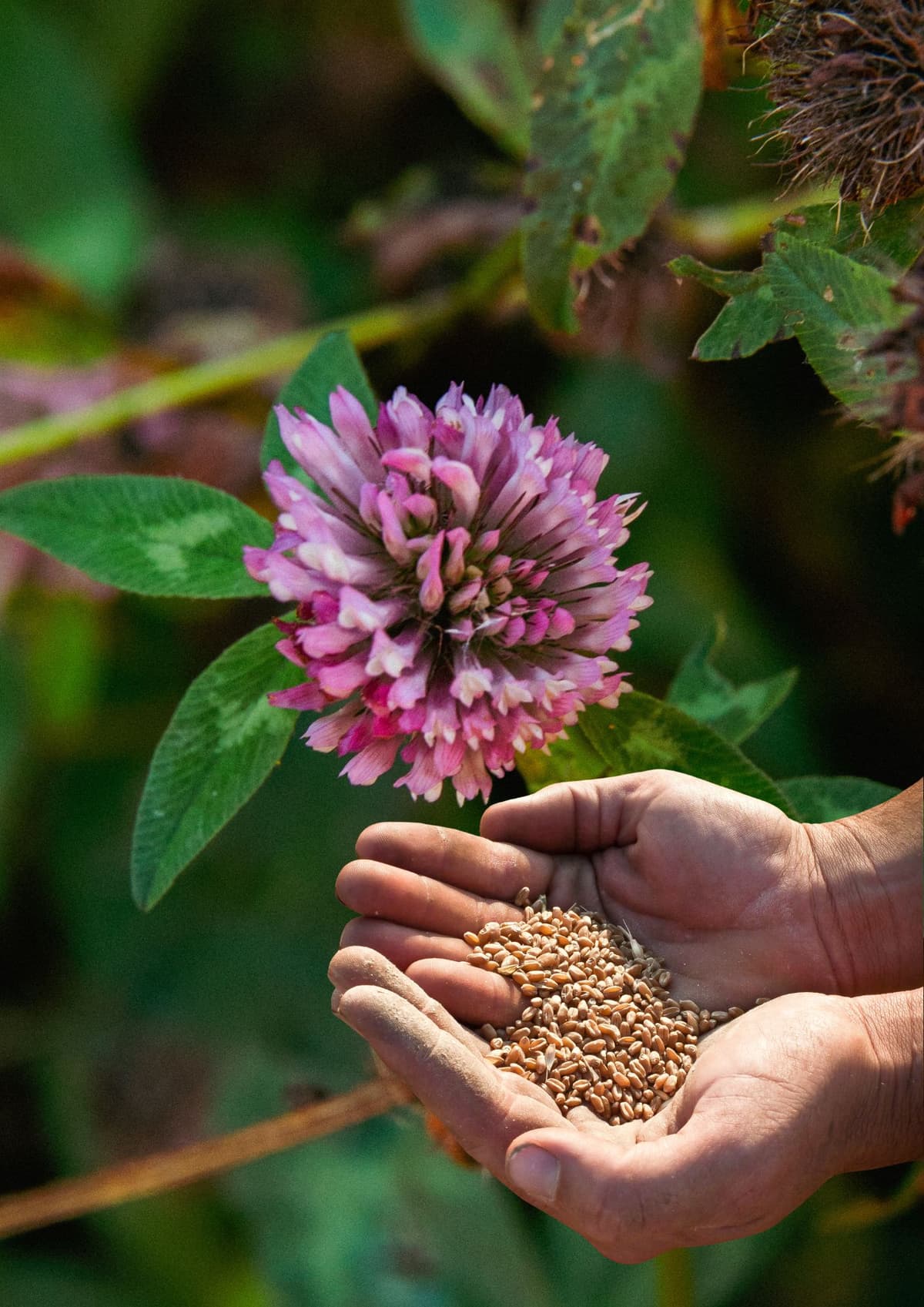 Fælles Frø Høst: familie workshop